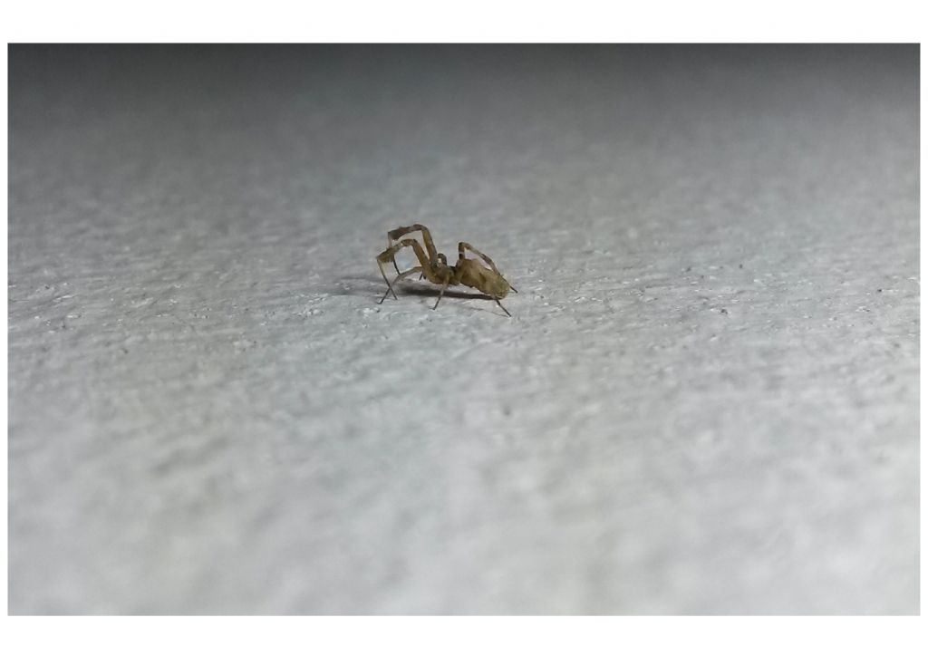 Uloborus cfr. plumipes  (Uloboridae) - Roma